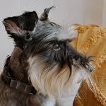 T-Bone - @t.bone.gordon - Instagram