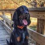Boone - @boonethegordon - Instagram