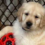 @gordon_brady_goldens - Instagram