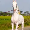 Animal Breeding - @everythingishere131 - TikTok