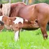 Breeding01 - @animalsbreeding1 - TikTok