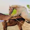 Horse breeding - @horsebreed123 - TikTok