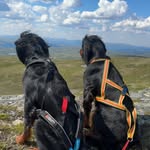 Gordon Setter Una & Cain - @gordonsetter_cain - Instagram