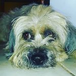 Gordon Cardoza - @gordon.cardoza - Instagram