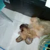 gordoncardoza - @gordoncardoza3 - TikTok