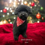 Elaine Gordon Carmichael - @king_louie_louie_carmichael - Instagram