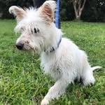 Gordon Chewbacca - @gordonchewbacca - Instagram