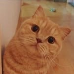 Gordon Chin - @gordon_hygge - Instagram