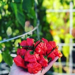 Gordon Chin - @gchin921 - Instagram