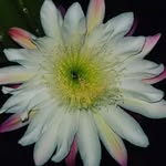 Gordon M. Dew - @gordon.m.dew - Instagram