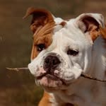 𝔾𝕠𝕣𝕕𝕠𝕟🦮 - @gordon_englishbulldog - Instagram