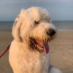 Gordon - @gordon_old.english - Instagram