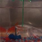 Gordon The Fish - @gordon.fish18 - Instagram