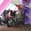 user5551624102951 - @gordonginofreddie_goats - TikTok