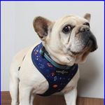 Gordy the Frenchie - @gordon_hanson_murray - Instagram