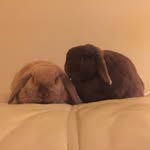 Gordon & Hendricks - @ginandtonicbuns - Instagram