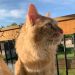 Sir Gordon Hendrix Henry Rigby - @hendrix_rigby5 - Instagram