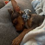 Sir Gordon Henry - @sir_gordon_henry - Instagram