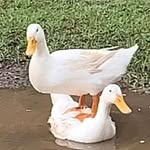 Gordon Kaye - @gordonkaye6 - Instagram