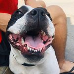 kusher el gordo - @kusher_el_gordo - Instagram