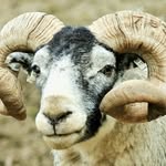 Gordon Law - @glentyrie.farm - Instagram