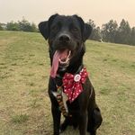 @gordon.lindo - Instagram