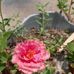Limi's Garden - Facebook