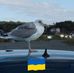 Gordon Lundqvist - Facebook