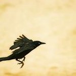 Gordon Macaulay - @gordonmacaulay - Instagram