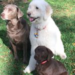 Gordon mccarty - @dartmccarty1 - Instagram