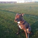 Gordon Morrison - @gordon3894 - Instagram