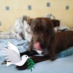 Gordon Morrison - @gordonmorrison33 - Instagram