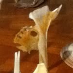 gordon parnell - @escher_c_shells - Instagram