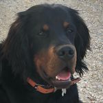 Patton - @patton_setter_gordon - Instagram