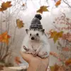 lordgordonpepperpeperoni - @lordgordonpepperpeperoni - TikTok