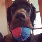 Pepper 🌻 - @pepper_the_gordon_setter - Instagram
