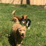 Alfie, Gordon & Quinn - @the_gotham_pups - Instagram