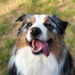 Gordon - @gordon_realaustralianshepherd - Instagram