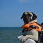 Gordon Rees-McRae - @pugnamedgordon - Instagram