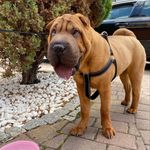 Gordon_The_Sharpei - @gordon_the_sharpei - Instagram