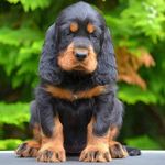 SHARP CLAW Gordon Setter Kennel FCI - @gordon_setter_sharp_claw_fci - Instagram