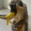 Gordie - @gordonsimpsons - TikTok