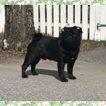 Gordon the Pug (Kim Å) - @gordon_strandsmedjan - Instagram