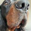 Gordon setter - @gordonsetter - TikTok