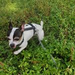 Gordon Summers - @yourlocalchihuahua - Instagram