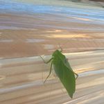 Gordon Teague - @hippityhoopla2020 - Instagram