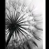 Life your dreams - @gordonurbanczyk - TikTok