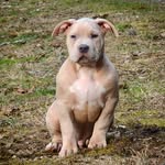Gordonvanderpool - @dukeamericanbullyxl - Instagram