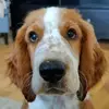 Gordon - @welsh.flash.gordon - TikTok