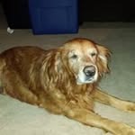 Gordon S Whitlock - @whitlockgordon - Instagram